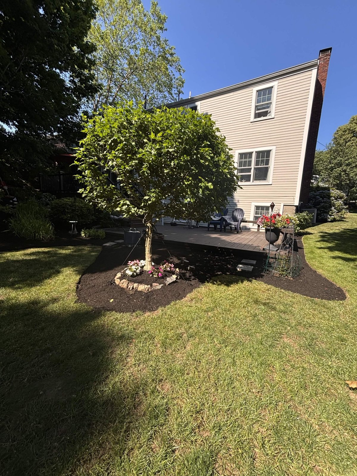 Sharp mulch ring around a tree in a maintained backyard